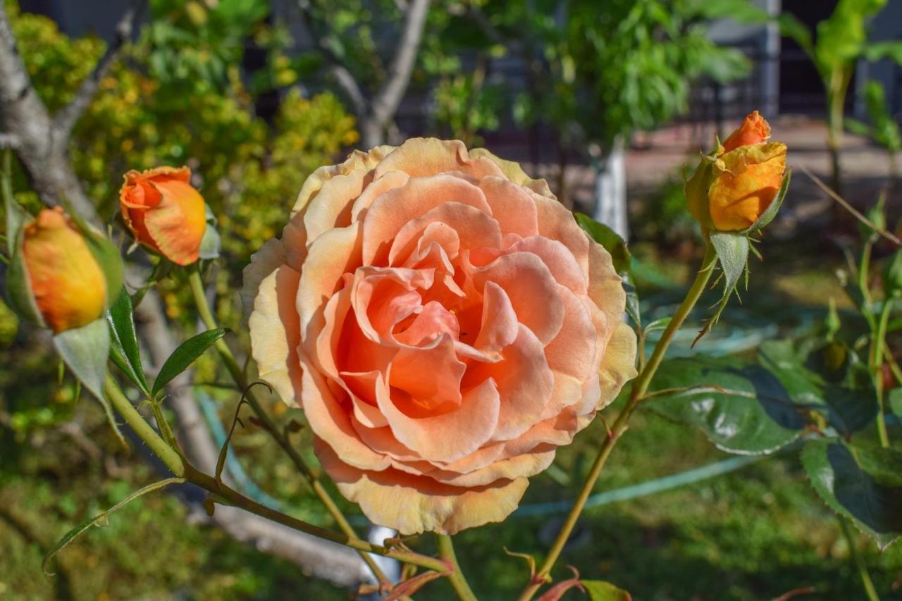 Rose Garden Apartments Mítikasz Kültér fotó